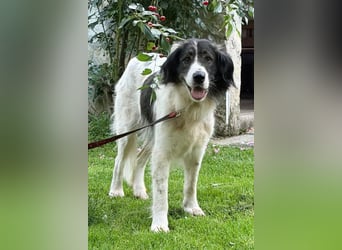 ♥Milla♥ liebe, ruhige Hündin auch kinder- u.katzenfreundlich