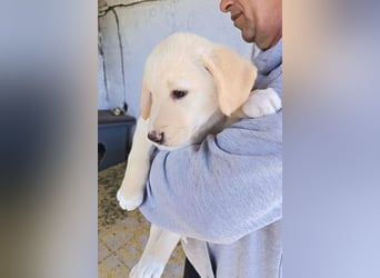 Klein ♥Luan♥ fröhlicher, neugieriger Welpenbub