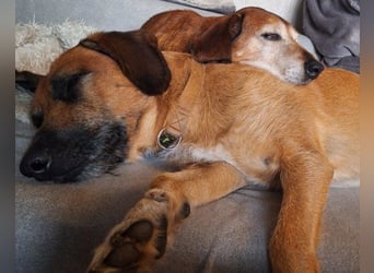 Toller Rüde ♥ Taro ♥ wartet bereits in 24885 Sieverstedt