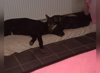 Fibi - eine sanfte Fellnase mit Charakter