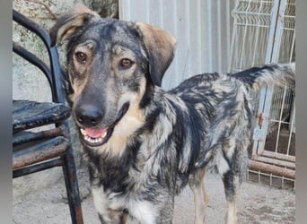 Mili-HSH-Rüde: braucht Liebe & Vertrauen