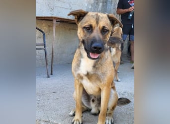 XAVER❤️entzückender, lustiger Jungrüde auf dringender Körbchensuche!