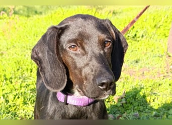 Luna ❤️ fröhliches, aktives Hundemädchen