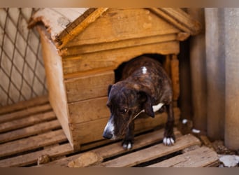 Lieber Baileys ❤️ hübscher, sensibler Bub!