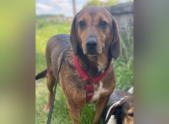 Reina in 01640 Coswig