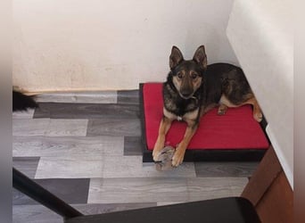 Fibi - eine sanfte Fellnase mit Charakter