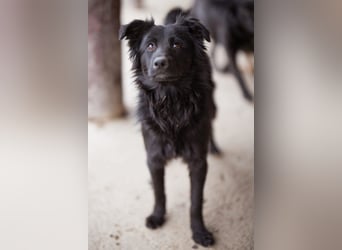 Filou ❤️ verspielter, so lieber Jungrüde