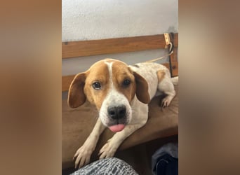 Sony ❤️ Familienhund mit großem Herzen