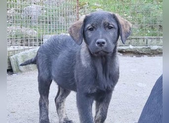 Notfellchen SHADOW❤️in 69198 Schriesheim, dringend Not-PS oder Für-Immer-Zuhause gesucht