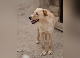 Bob wartet sehnsüchtig auf deine Anfrage