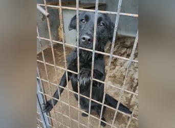 Traumhündin Ebony ❤️ verträglich, lieb, offen!