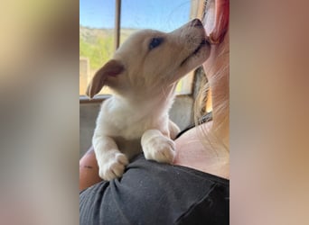 Welpin ♥Tina♥ hofft nun auf Liebe & Treue