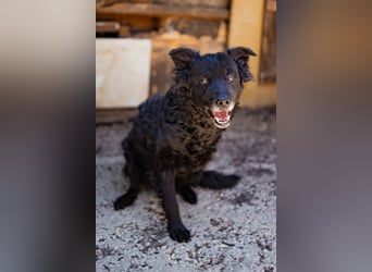 Nox ❤️ liebevoller Kämpfer auf 3-Beinen