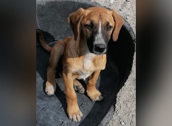 Sanfter Rüde ♥Amigo♥ erwartet dich bereits in 74749 Rosenberg