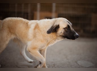 Sofia ♥️ liebe und aktive HSH-Mix-Junghündin