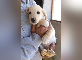 Klein ♥Luan♥ fröhlicher, neugieriger Welpenbub