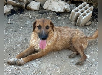 Sanfter ♥ Oscar ♥ wartet schon in 74749 Rosenberg