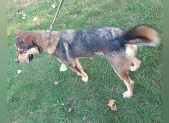 freundliche, liebevolle Mix-Hundedame Lizzy