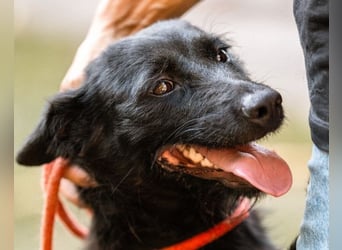 Traumhündin Ebony ❤️ verträglich, lieb, offen!