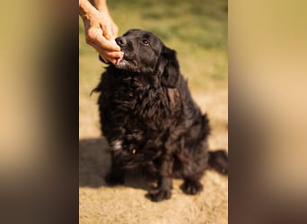 Norman - ein rundum toller Rüde