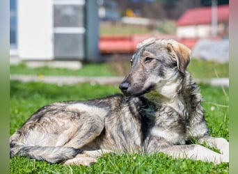 Mili-HSH-Rüde: braucht Liebe & Vertrauen