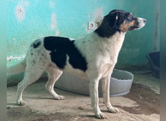 Milly ❤️ liebe, sanfte Hündin sucht dich!