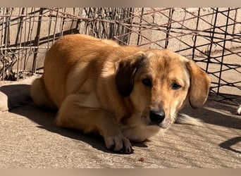 Klausi ❤️ sanft, sensibel + sucht Halt & Liebe