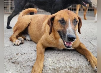 Sanfter Rüde ♥Amigo♥ erwartet dich bereits in 74749 Rosenberg
