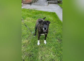 Ebelin ❤️ so herzensguter Familienhund!