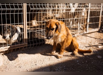 Sanfter ♥ Oscar ♥ wartet schon in 74749 Rosenberg