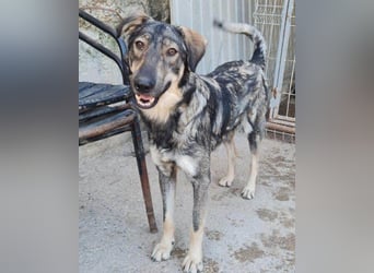 Mili-HSH-Rüde: braucht Liebe & Vertrauen