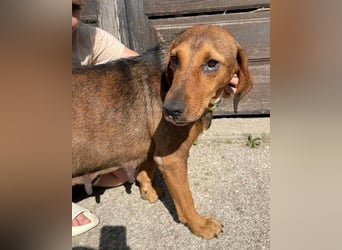 Reina in 01640 Coswig