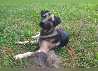 GoodBoy ♥Buddy♥ sucht seinen treuen Buddy auf 2 Beinen