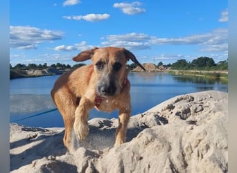 Toller Rüde ♥ Taro ♥ wartet bereits in 24885 Sieverstedt