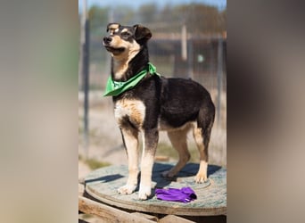 Norio ❤️ kuschliger, verspielter junger Hundebub