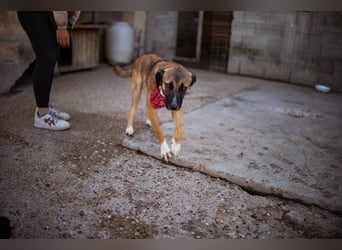 Liebste Lisa - die pure Lebensfreude auf 4 Pfoten