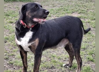 Leo ❤️ wartet in 84524 Neuötting auf dich