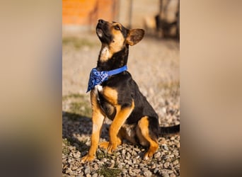 Loki ❤️ verspielter + neugieriger Hundebub