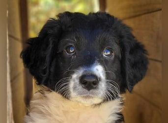 Süße Welpin ♥Suki♥ sucht ihre Menschen