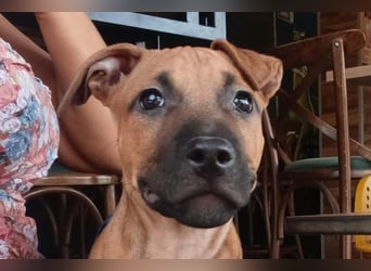 Welpenbub ♥Mika♥ katzenfreundlicher rundum toller Schatz