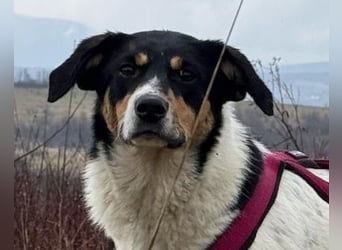 Milly ❤️ liebe, sanfte Hündin sucht dich!