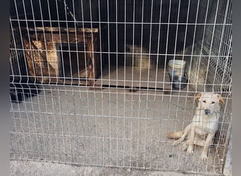 Bob wartet sehnsüchtig auf deine Anfrage