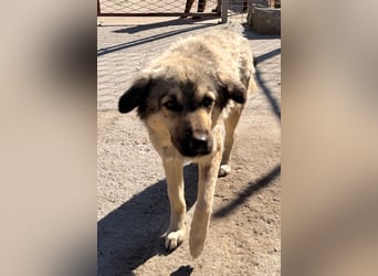 Suki ❤️ Süßes + liebes Hundemädchen!