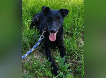 Hana - wundervolle, liebe Zuckerschnute mit einem kleinen Tick