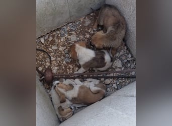 Liebe Nala möchte bei dir einziehen