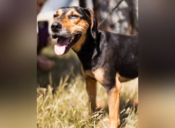 Jasco ❤️ neugierig, lebhaft & verspielt