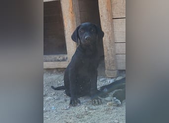 Schmusemaus RIEKA❤️verspieltes, fröhliches, aufgewecktes Welpenherzchen sucht ihre Für-Immer-Familie