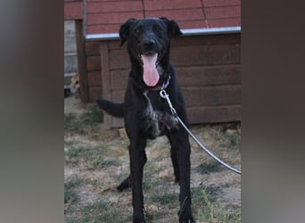 Xena - lebensfrohe, aktive, liebe Hündin