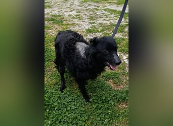 Nox ❤️ liebevoller Kämpfer auf 3-Beinen