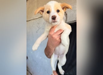 Welpin ♥Tina♥ hofft nun auf Liebe & Treue